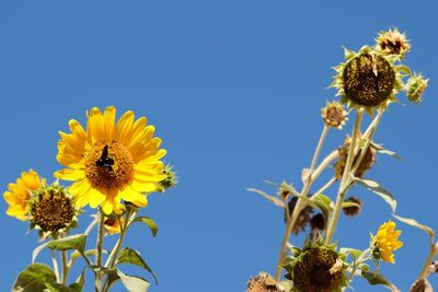 Low angle view of sunflowers against clear blue sky