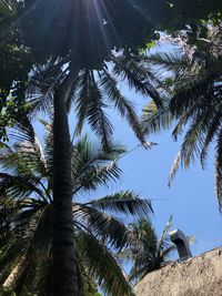 Low angle view of palm trees against sky