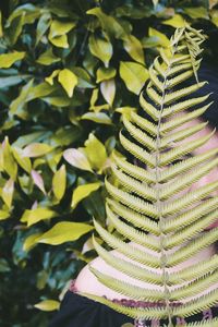 Close-up portrait of young woman with fern leaf