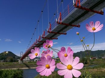 Pink flowers growing on tree by mountain against sky