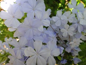 Close-up of white flowers blooming outdoors