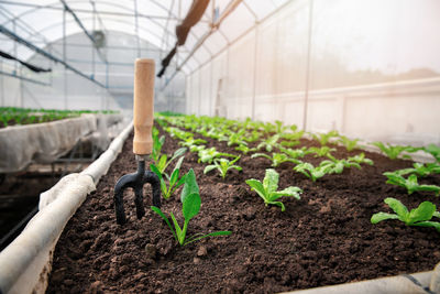 Cropped image of person holding plant