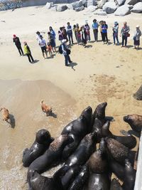 High angle view of people on beach