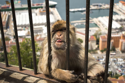 Close-up of monkey behind fence