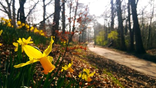 Close up of yellow flower