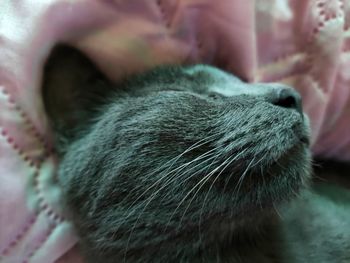 Close-up of cat sleeping