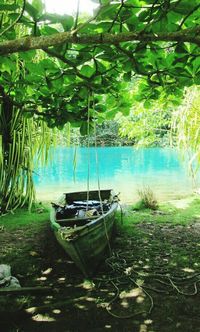 Reflection of trees in water