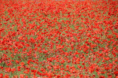 Full frame shot of red flowering plants