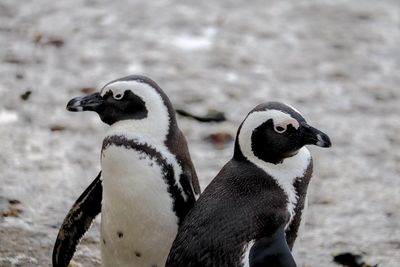 Close-up of penguin against blurred background