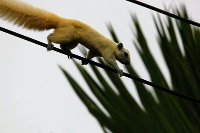 Low angle view of monkey on tree