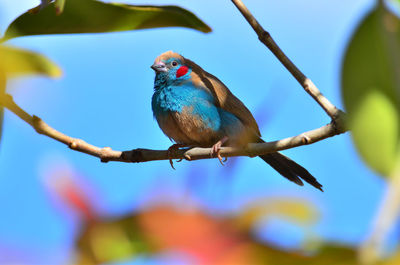Low angle view of bird perching on branch against blue sky