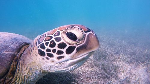 Close-up of turtle swimming in sea