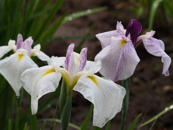 Close-up of white iris