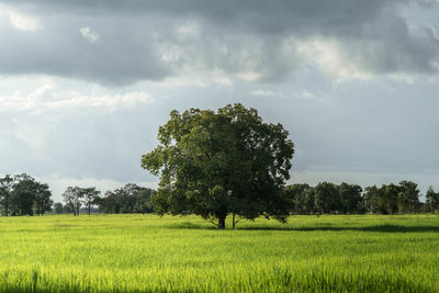 Scenic view of agricultural field against sky