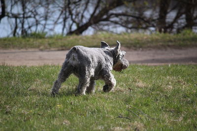 Dog on field