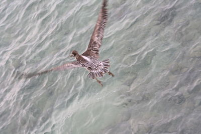 High angle view of seagull flying over sea