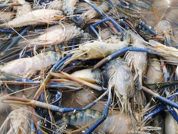 High angle view of fish for sale at market