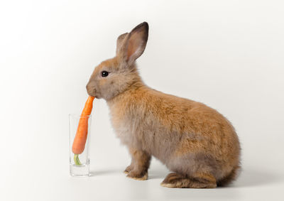 Close-up of a eating over white background