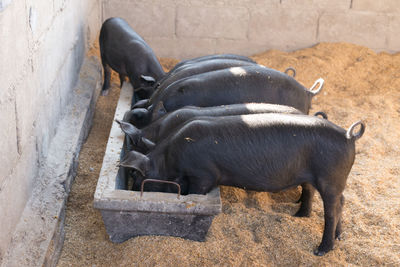 High angle view of two horses on land