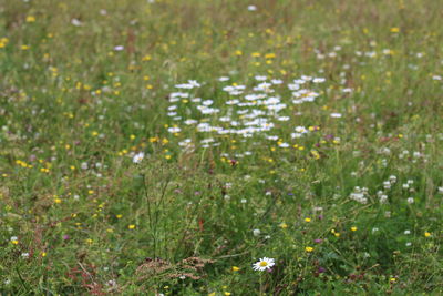 Close-up of white flowering plants on field