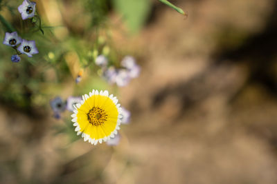 Close-up of honey bee on yellow flowering plant