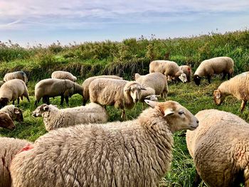 Sheep grazing in a field