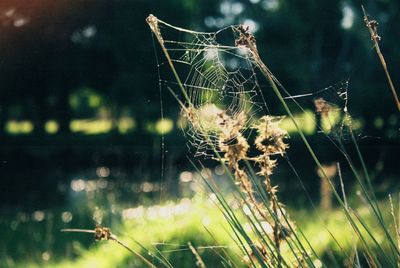 Close-up of spider on web