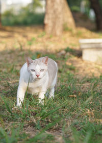 Portrait of a cat on field