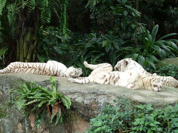 View of a cat resting in a forest