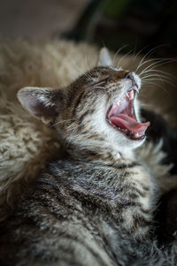 Close-up of cat yawning