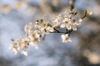 Close-up of white cherry blossom tree