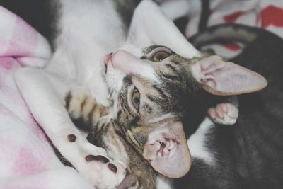 Cornish rex kitten 