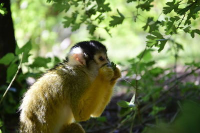 Close-up of a monkey eating out of his hand 