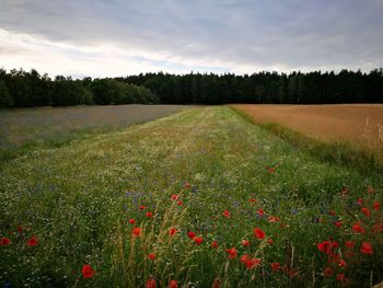 Scenic view of field against sky