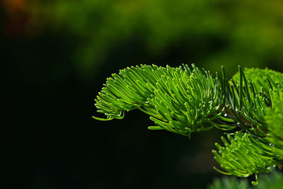 Close-up of green leaves