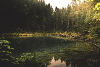 Scenic view of lake in forest