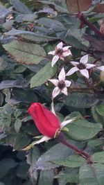 Close-up of red flowers blooming outdoors