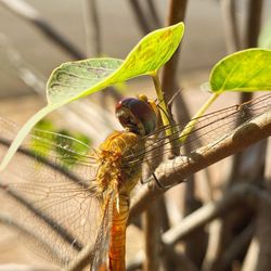 dragonfly