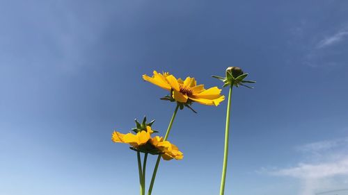 Low angle view of sunflower against blue sky