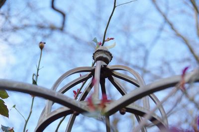 Low angle view of flowering plants on branch