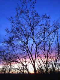 Low angle view of silhouette bare trees against clear sky