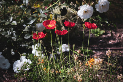 Close-up of red flowers on field