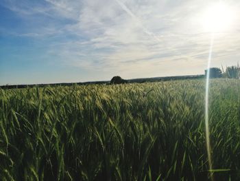 Crops growing on field against sky