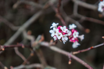 Close-up of pink cherry blossom on tree