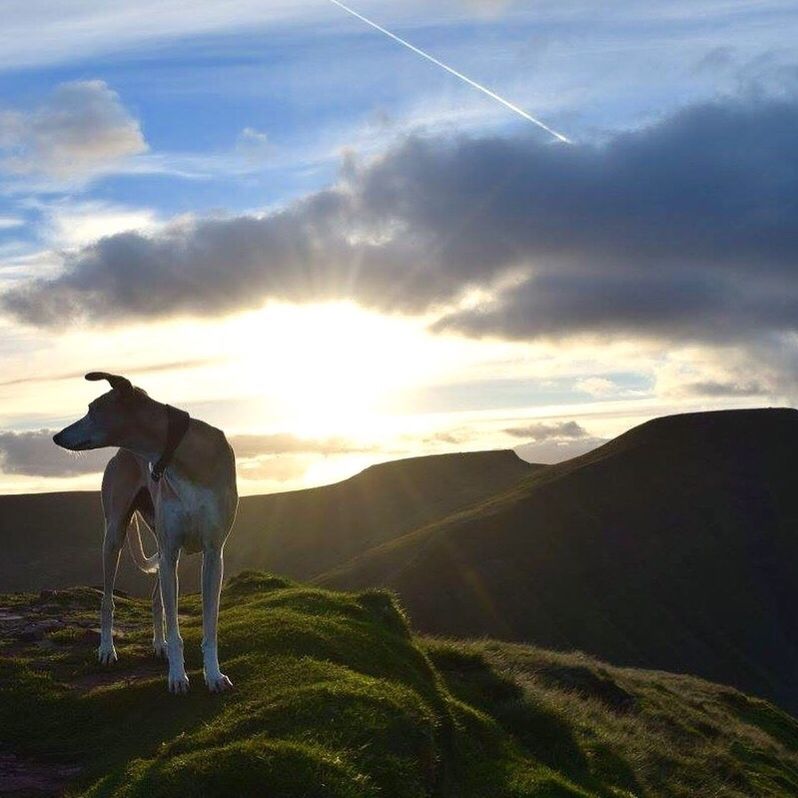 HORSES ON LANDSCAPE AGAINST SKY