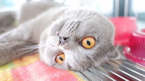 Close-up portrait of a cat