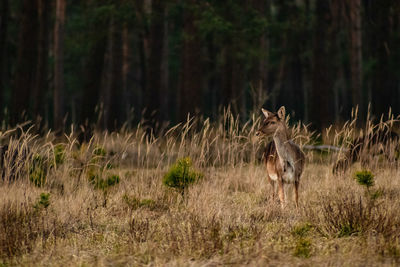 View of an animal on field