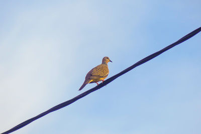 Low angle view of bird perching on cable against clear sky