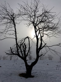 Bare tree in winter
