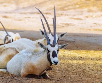 Deer relaxing on field